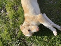 KÖPEĞİMİZ SOKAĞA ATILDI ACİL YUVA ARIYOR