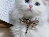 Scottish fold ve straight longhair yavrular
