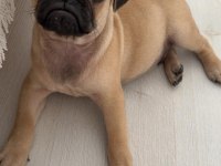 2 Aylık Bebek Erkek Pug
