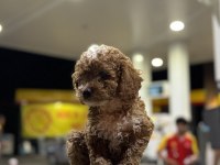 Kocaelinin en güzel toy poodle yavruları