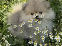 Pomeranian boo köpeğimiz