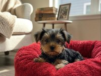 Yorkshire terrier teacup