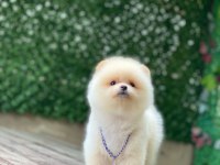 Orijinal Pomeranian Boo Yavrumuz