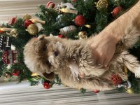 Safkan renkli gözlü güzel yüzlü teacup toy poodle