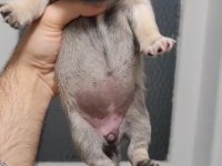 Kalite pug yavrumuz 1 haftaya hazır