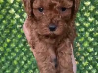 KORE ERKEK TOO POODLE YAVRUMUZ