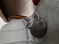 Erkek yavrumuz ücretsiz sahiplendirilecek