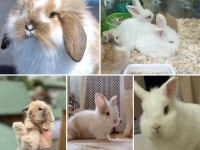 Şirin Teddy Hollanda Lop tavşan yavruları Adana