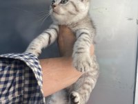 Erkek british shorthair