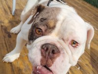 İngiliz Bulldog - Aman Allah ım bana mı bakıyorsun!