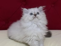 Aşılı ve Karneli Safkan British Longhair Erkek Yavru