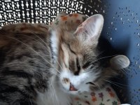 KEDİME YUVA ARIYORUM
