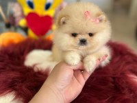 Mini boy prenses pomeranian