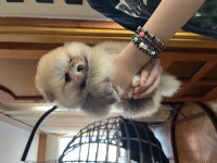 POMERANIAN Dişi VE Erkek