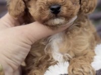 Toy Poodle Köpeği