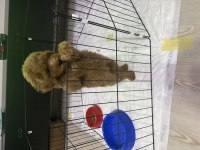 Poodle Köpeğimizi Sahiplendirmek
