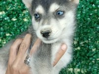 ANNE ALTINDAN SAFKAN HUSKY YAVRULARI