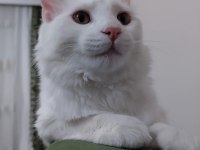 Chinchilla van kedisi kırması