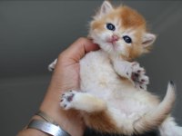 British shorthair kedisi