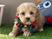 Maltipoo ruhsatlı çiftlikten garantili yavrular