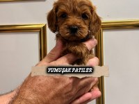 Red Toy Poodle