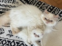 saf kanlı red point himalayan kedisi
