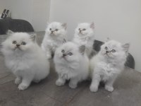Minik british longhair yavrularımıza yuva arıyoruz