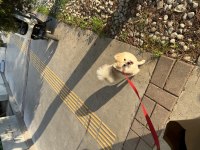Pomeranian güzel ve temiz bir hayvan