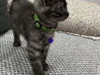 Black Smoke British Shorthair