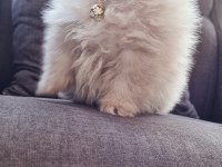 550 gr teacup pomeranian