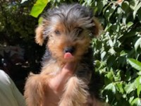 Terrier Yavrularımız