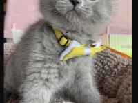 Dünya tatlısı ayı kafa yavru british shorthair