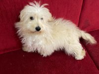 5 AYLIK MALTİPOO YAVRUMUZA YUVA ARIYORUZ AŞILARI TAM