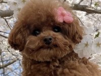 Toy Poodle Köpeğimiz