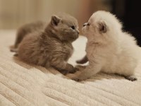 BRITISH SHORTHAIR SCHOTTISH FOLD EVDE YETİŞEN 11 YAVRULAR