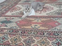 4 aylık erkek british longhair