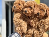 Wc eğitimli toy poodle yavrularımızı canlı görün