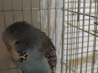 Show Jumbo Muhabbet Kuşu Yavrular Ele kola Alıştırmalık