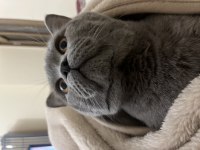 Erkek British Shorthair