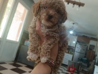 Uyguna toy poodle