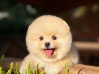Yavru Patiler Farkı İle Pomeranian Boo