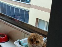 Golden Scottish Fold