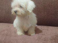Maltese terrier yavrular