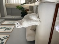 Ücretsiz scottish fold 5 yaşında
