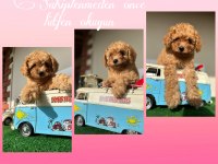 Maltipoo f2 f1 doğru Jenerasyon tüy dökmez Orjinal