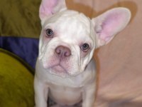 AŞILI ISABELLA ve FLUFFY TAŞIYICI FRENCH BULLDOG KIZLAR