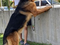 Safkan siyah alman çoban köpeği