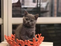 Brıtısh Shorthair Gri Yavrular