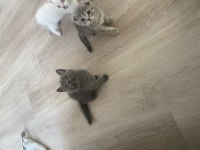 16 Günlük Pamuk Gibi Kediler Sahiplenmeyi Bekliyor