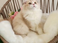 Golden British Longhair Güzeller Güzeli̇ Yavrular